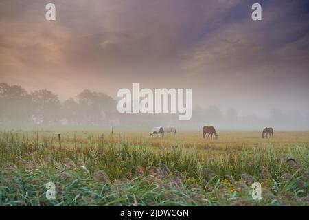 Herd of horses grazing grass on a spring field on a misty morning. Stallions standing in a meadow or pasture land with copyspace. Livestock farm Stock Photo