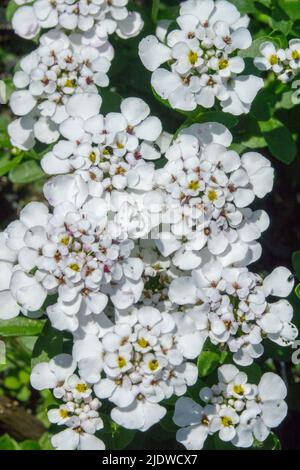White, Evergreen candytuft, Iberis, Candytuft, Blooming, Iberis sempervirens, Iberis 'Masterpiece', Flowers, Garden, Plant Stock Photo