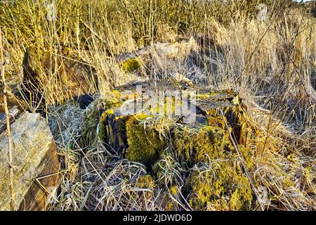 Moss covered tree stump on a grass field. Rural nature scene of overgrown wild reeds with a fallen tree on an uninhabited forest trail for hiking and Stock Photo