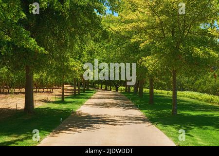 Lots of tall trees in a park with a pathway and green grass or lawn. Many trees lined up or standing in a row on garden route to vineyards or near Stock Photo