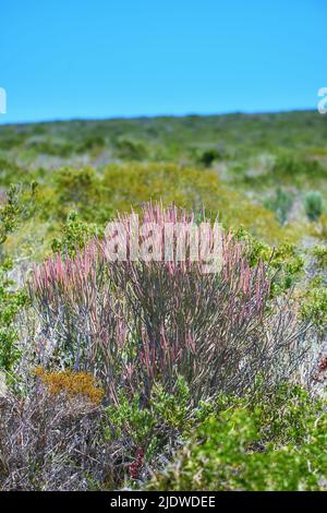 Closeup of Fynbos flowers in Table Mountain National Park, Cape Town, South Africa. Indigenous plants growing and blooming on a lush green field Stock Photo