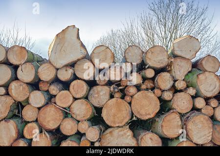 Tree logs stacked up ready to be turned into useable wood. Pile of cut tree stumps in the countryside. Chopped firewood logs stacked together in a Stock Photo