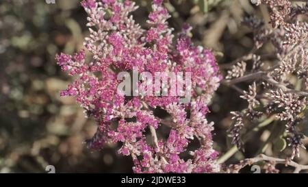 Close-up, Pink flowers of Tetraena fontanesii (Zygophyllum fontanesii) in a sandy desert in Egypt, Africa Stock Photo