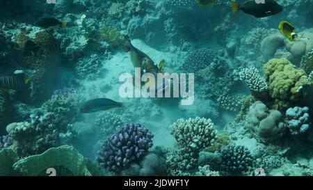Trigger fish on coral reef. Titan Triggerfish (Balistoides viridescens) Close up, Underwater shot. Red Sea, Egypt Stock Photo