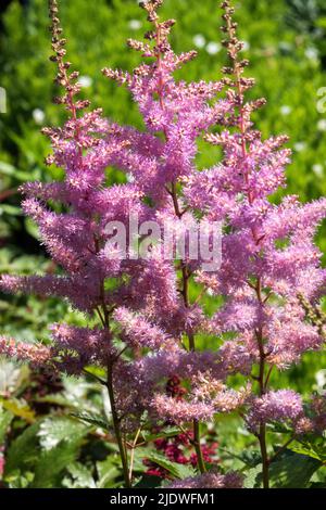 Astilbe x arendsii 'Amethyst', Pink Perennials, Plant, Ornamental, Astilbes Stock Photo