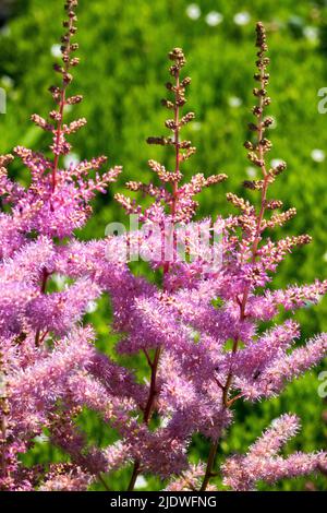 Astilbe arendsii 'Amethyst', Blooming, Pink, Astilbes, Flowering, Garden, Flowers, Blooms Stock Photo