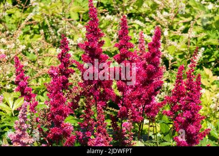 Astilbe arendsii, Red, Astilbe 'Etna', Hardy, Astilbes, Flowers, Perennials, Plants Stock Photo