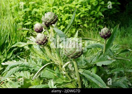 Artichoke (Cynara cardunculus) growing in a vegetable garde Stock Photo