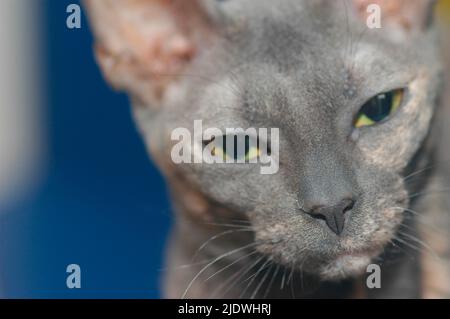 blue Cornish rex old style cat breed young female with yellow eyes Stock Photo