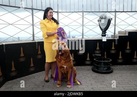 New York, NY, USA. 23rd June, 2022. Winner of Best in Show at the Westminster Dog Show, Trumpet, a bloodhound at The Empire State Building. Credit: Steve Mack/Alamy Live News Stock Photo