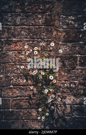 Chamaemelum nobile or camomile / chamomile  daisy flowers growing on a wall in England, creative imagery Stock Photo