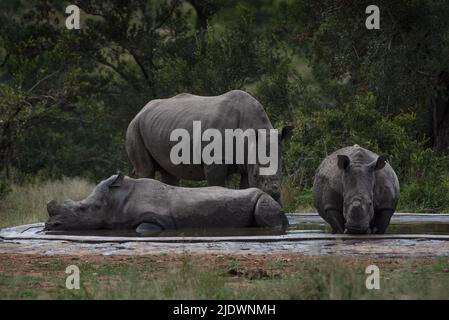 Three dehorned rhino at a drinking trough in the Kruger National Park Stock Photo