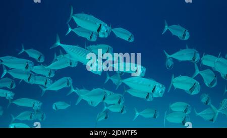 Red Sea, Egypt. 23rd June, 2022. School of Mackerel fish swims in the blue water with open mouth ram feeding on planton. Underwater shot. Red sea, Egypt (Credit Image: © Andrey Nekrasov/ZUMA Press Wire) Stock Photo