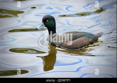 A Male New Zealand Black Teal or Scaup Stock Photo
