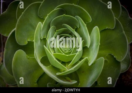 Green and vibrant aonium or latin name aeonium canariense which is endemic to the island of Tenerife in the Canary Islands. Also called velvet rose. Stock Photo