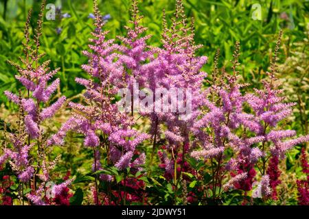 Astilbe arendsii 'Amethyst', Pink Flowers in Garden Stock Photo