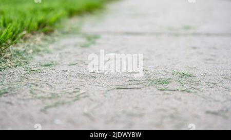 Grass clippings strewn across a residential sidewalk after mowing.  Stock Photo