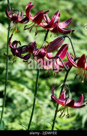 Lilium martagon, Lilium 'Claude Shride', Martagon Lily, Plant, Turks Cap Lily, Dark, Flowers Stock Photo