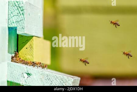 Bees fly in and out of the hive. Close-up. Sunny day Stock Photo