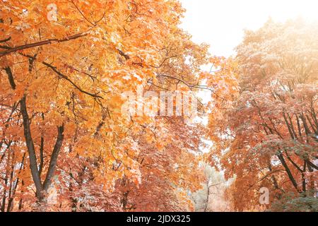 Beautiful autumn colours as forest leaves begin to turn red, orange and yellow. Vibrant natural seasons changing in parks. Stock Photo