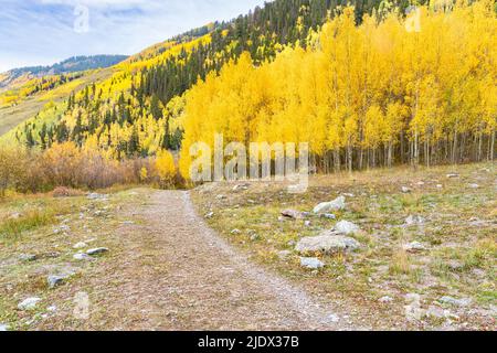 Yellow aspen trees along a trail on mountain side in the San Juan Mountains of Colorado Stock Photo