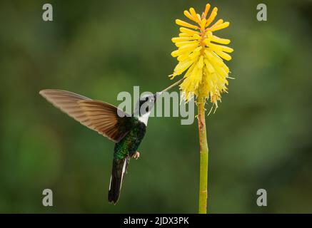Collared Inca - Coeligena torquata hummingbird found in humid Andean forests in Venezuela, Colombia, Ecuador, Peru and Bolivia, white chest-patch, flo Stock Photo