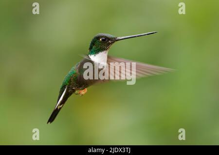 Collared Inca - Coeligena torquata hummingbird found in humid Andean forests in Venezuela, Colombia, Ecuador, Peru and Bolivia, white chest-patch, flo Stock Photo
