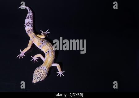 A leopard gecko, lizard on branch, eublepharis macularius, animal closeup. Top view Stock Photo