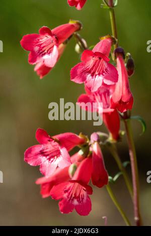 Red Penstemon "Cherry Ripe", Flowers, Penstemon, Flower Portrait on Stem, Close up, Blooms, Flowering Stock Photo