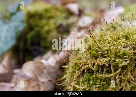 The stump is overgrown with moss. There are mushrooms growing on the beautiful stump. Close-up of a cutted mossy tree Stock Photo