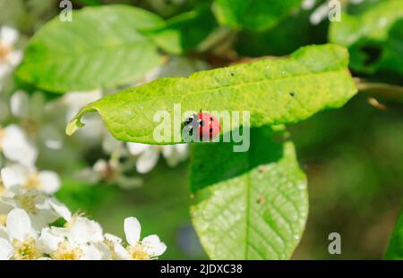 Ladybug crawling on green leaf Stock Photo