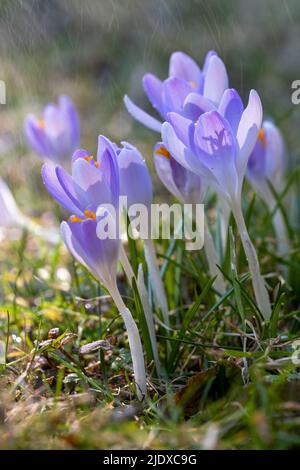 Woodland crocuses (Crocus tommasinianus) blooming in spring Stock Photo