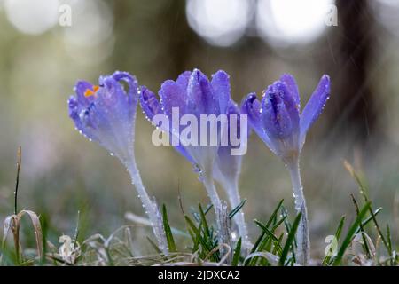 Purple blooming crocuses covered in raindrops Stock Photo