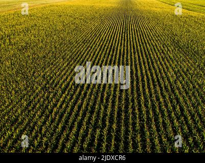 Drone view of vast corn field Stock Photo