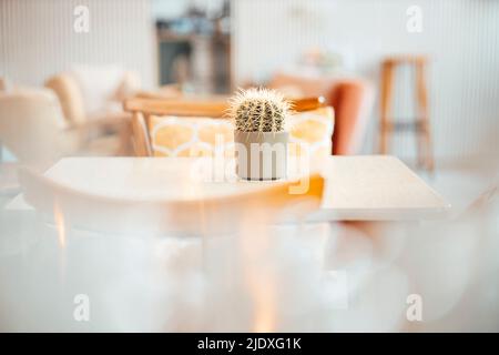 Cactus in pot on table at cafe Stock Photo