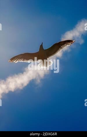 Lone seagull flying against sky Stock Photo