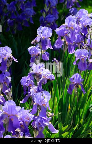 Purple irises blooming in spring Stock Photo
