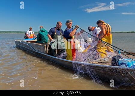 Peoria, Illinois - Fishermen on the Illinois River use gillnets to harvest invasive Asian carp, mostly the silver carp (Hypophthalmichthys molitrix). Stock Photo