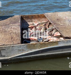 Peoria, Illinois - A fishing boaton the Illinois River with the harvest of invasive Asian carp, mostly the silver carp (Hypophthalmichthys molitrix). Stock Photo