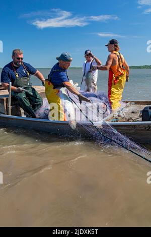 Peoria, Illinois - Fishermen on the Illinois River use gillnets to harvest invasive Asian carp, mostly the silver carp (Hypophthalmichthys molitrix). Stock Photo