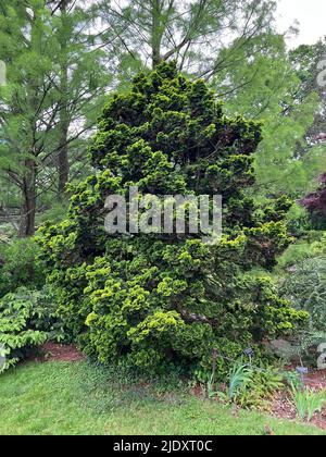 Hinoki False Cypress at the Brooklyn Botanic Garden. The species is native to Japan & Taiwan. Stock Photo