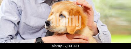 Happy cute puppy resting in the arms of a child, a dream come true. Portrait of cute puppy Stock Photo