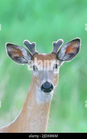 A close up portrait of a young White-tailed deer "Odocoileus virginianus, with eye contact on a  soft defused green background. Stock Photo