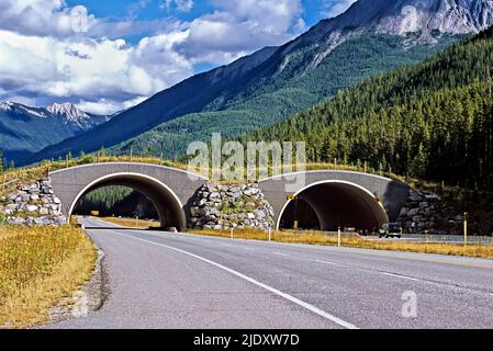 A wildlife overpass crossing the Trans Canada highway near Banff Alberta Canada Stock Photo