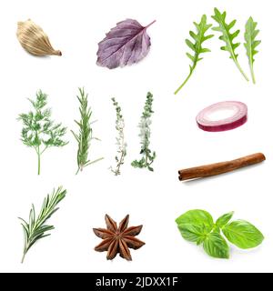 Set of fresh aromatic herbs and spices on white background Stock Photo