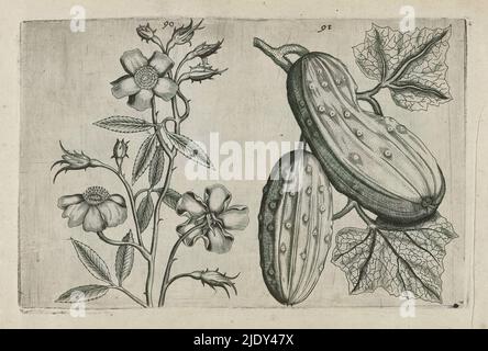 Musk rose and cucumber, Cognoscite lilia (series title), Musk rose (Rosa moschata) and cucumber (Cucumis sativus), numbered 90 and 91., print maker: Crispijn van de Passe (I), (attributed to), after drawing by: Crispijn van de Passe (I), (attributed to), publisher: Crispijn van de Passe (I), print maker: Cologne, after drawing by: Cologne, publisher: Cologne, publisher: London, 1600 - 1604, paper, engraving, height 127 mm × width 205 mm, height 172 mm × width 272 mm Stock Photo