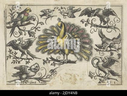 Peacock and other birds, Birds (series title), A peacock in full glory surrounded by at least nine other birds including two parrots or parakeets, a bird of prey, an owl and a swan. The print is part of an album., print maker: Paul Göttich, publisher: Paul Göttich, (mentioned on object), Augsburg, 1596 - 1622, paper, engraving, height 69 mm × width 101 mm Stock Photo