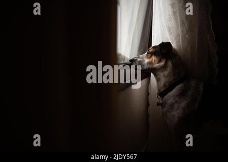 Dog looking out of the window Stock Photo