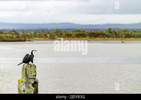 Pied cormorant on old wharf post covered in lichen in Okarito lagoon, West Coast New Zealand. Stock Photo