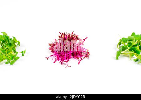 Microgreen sprouts of radish, mustard, arugula, peas, amaranth in assortment on a white background. Copy space. Place for an inscription. Vegan and Stock Photo